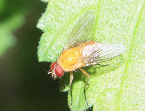 Réf. 285 020 : Phaonia pallida